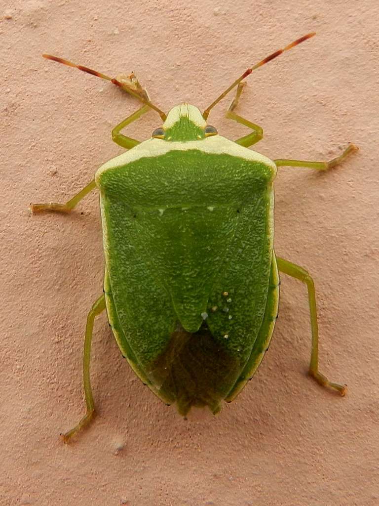 Pentatomidae: Nezara viridula forma torquata (SS)